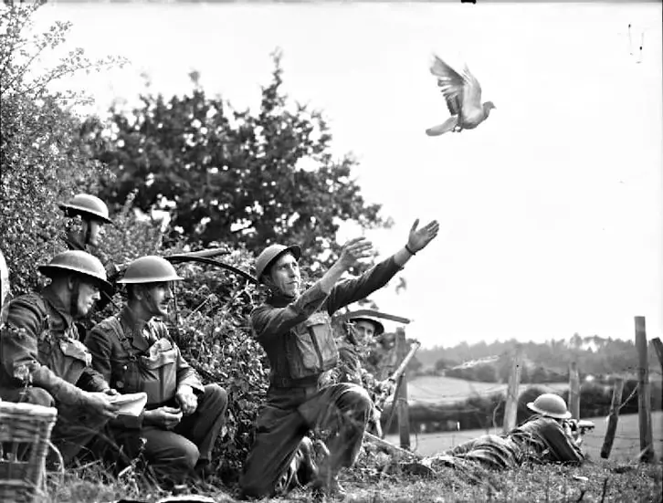 Soldier releasing a messenger pigeon